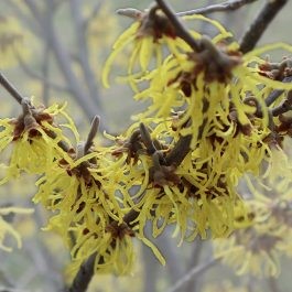 DermaWise VaGel Witch Hazel (lat. Hamamelis Virginiana)